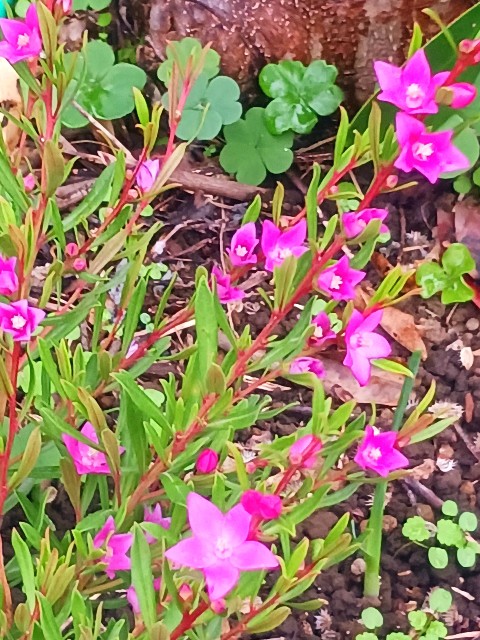 f:id:psa3103:20251113050117j:image