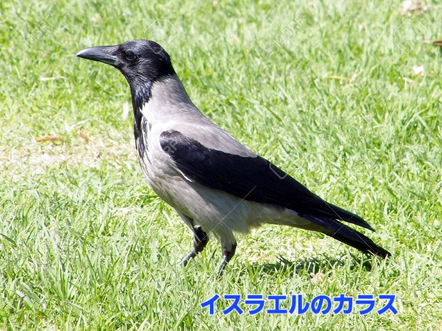 f:id:psa3103:20251118001353j:image