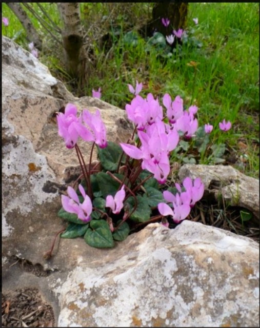 f:id:psa3103:20251118044504j:image