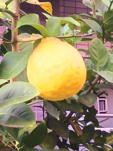 f:id:psa3103:20251118053004j:image