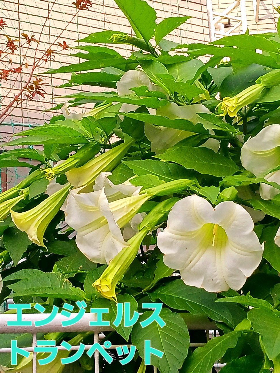 f:id:psa3103:20251127012450j:image f:id:psa3103:20251127012450j:image