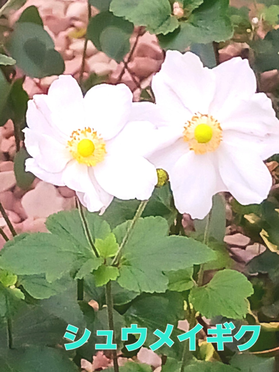 f:id:psa3103:20251202215446j:image