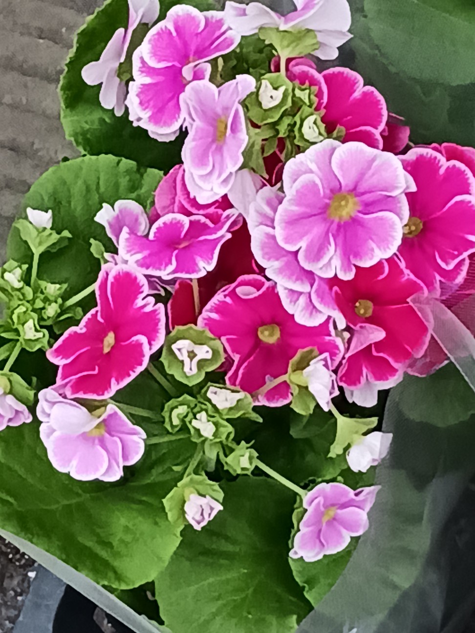 f:id:psa3103:20260121003404j:image