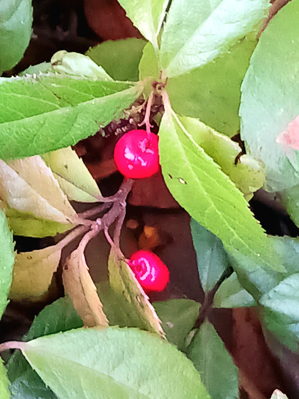 f:id:psa3103:20260128043748j:image f:id:psa3103:20260128043748j:image