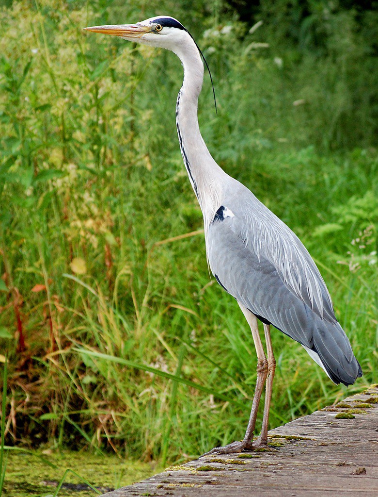 f:id:psa3103:20260216055621j:image