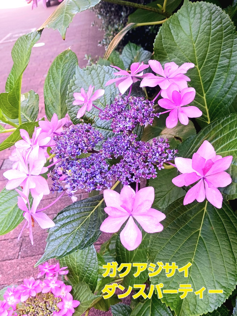 f:id:psa3103:20260611050859j:image