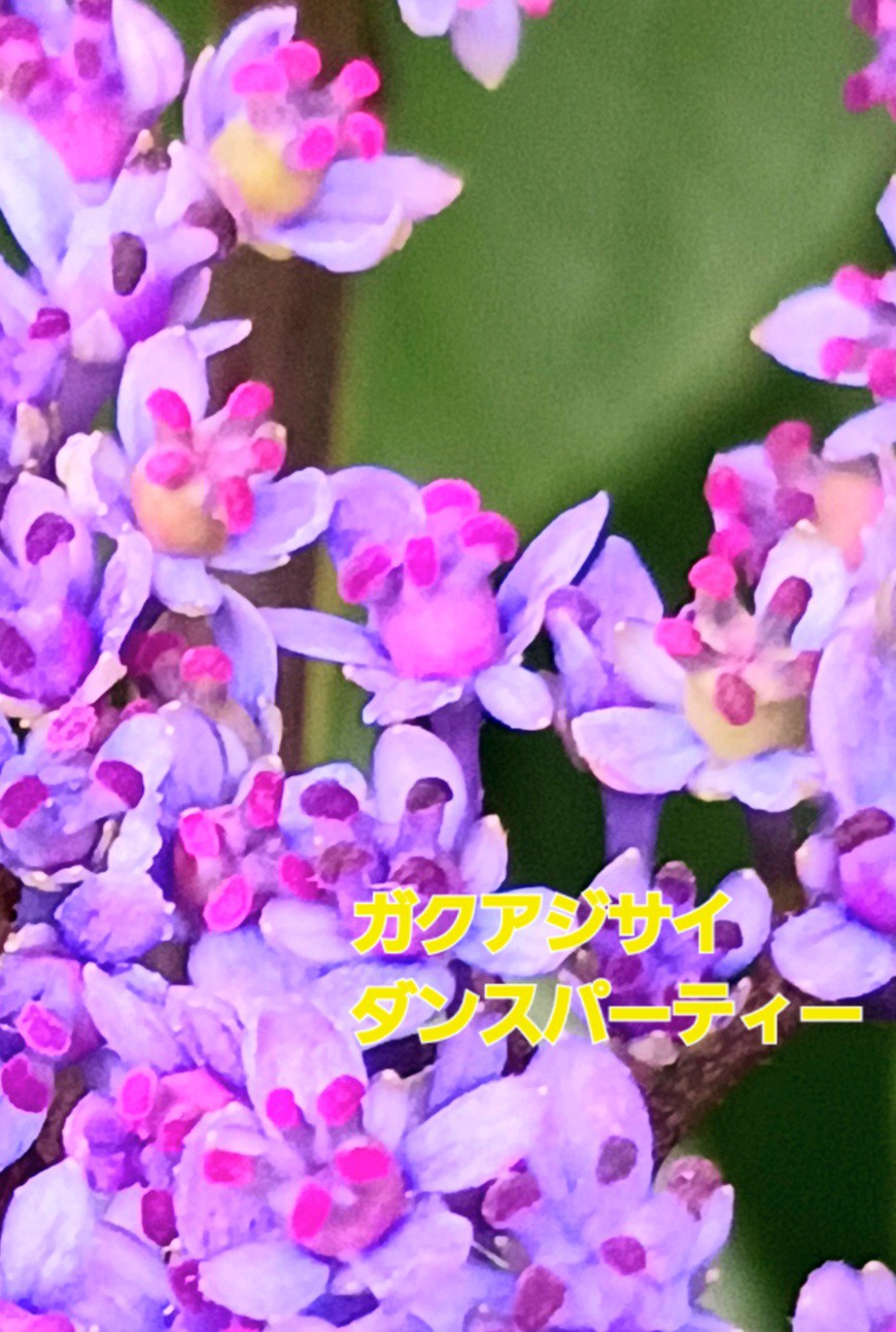 f:id:psa3103:20260611050900j:image