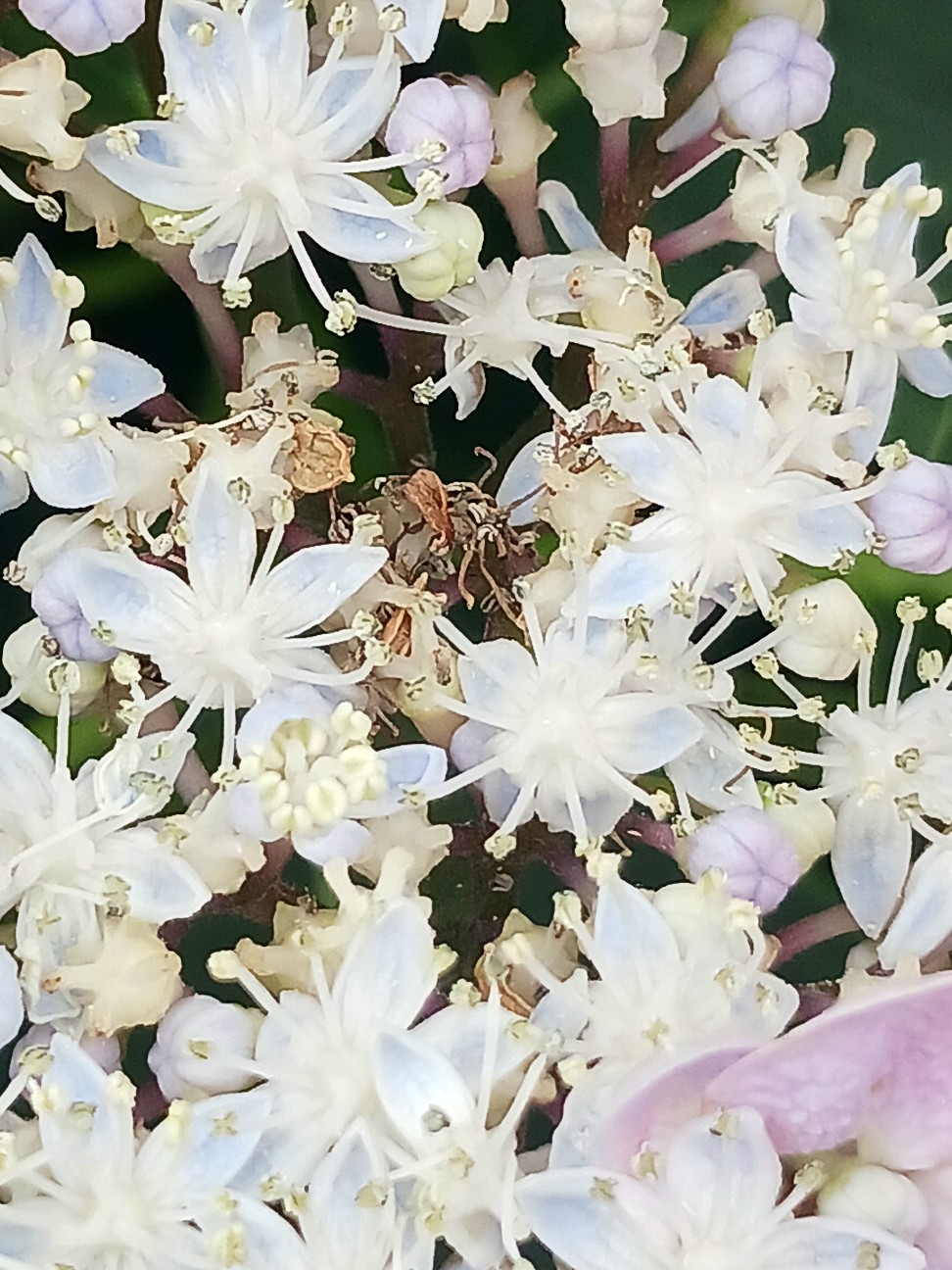 f:id:psa3103:20260612184001j:image