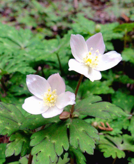 f:id:psa3103:20260614042829j:image