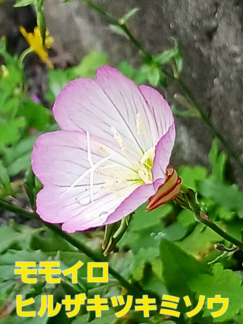 f:id:psa3103:20260617004624j:image