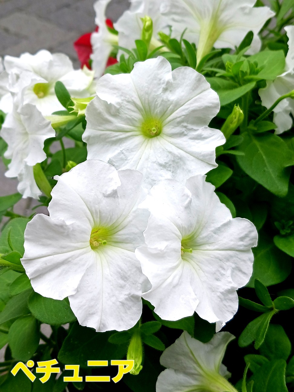 f:id:psa3103:20260623021622j:image