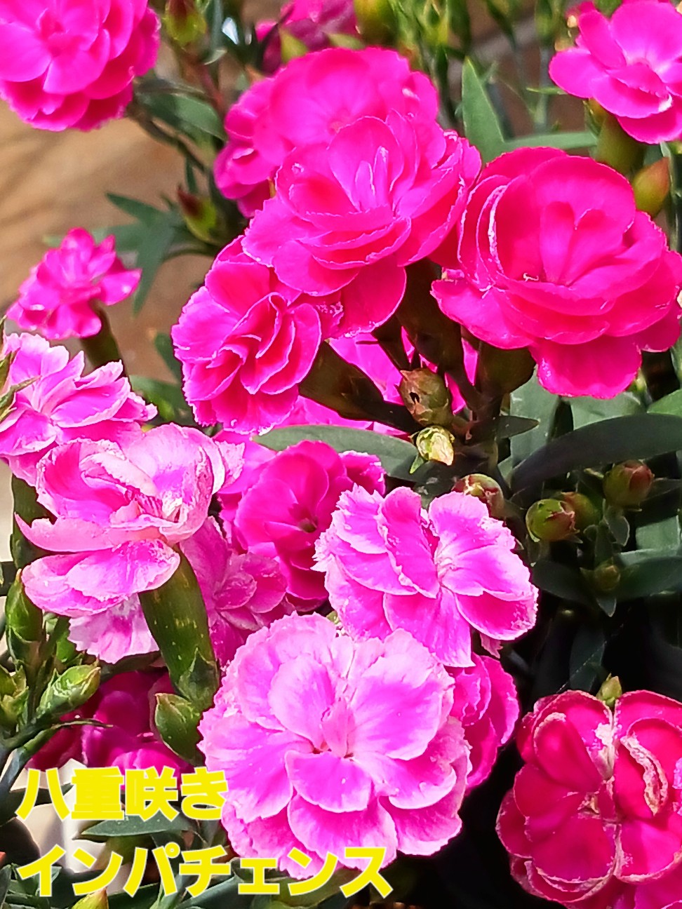 f:id:psa3103:20260625221938j:image
