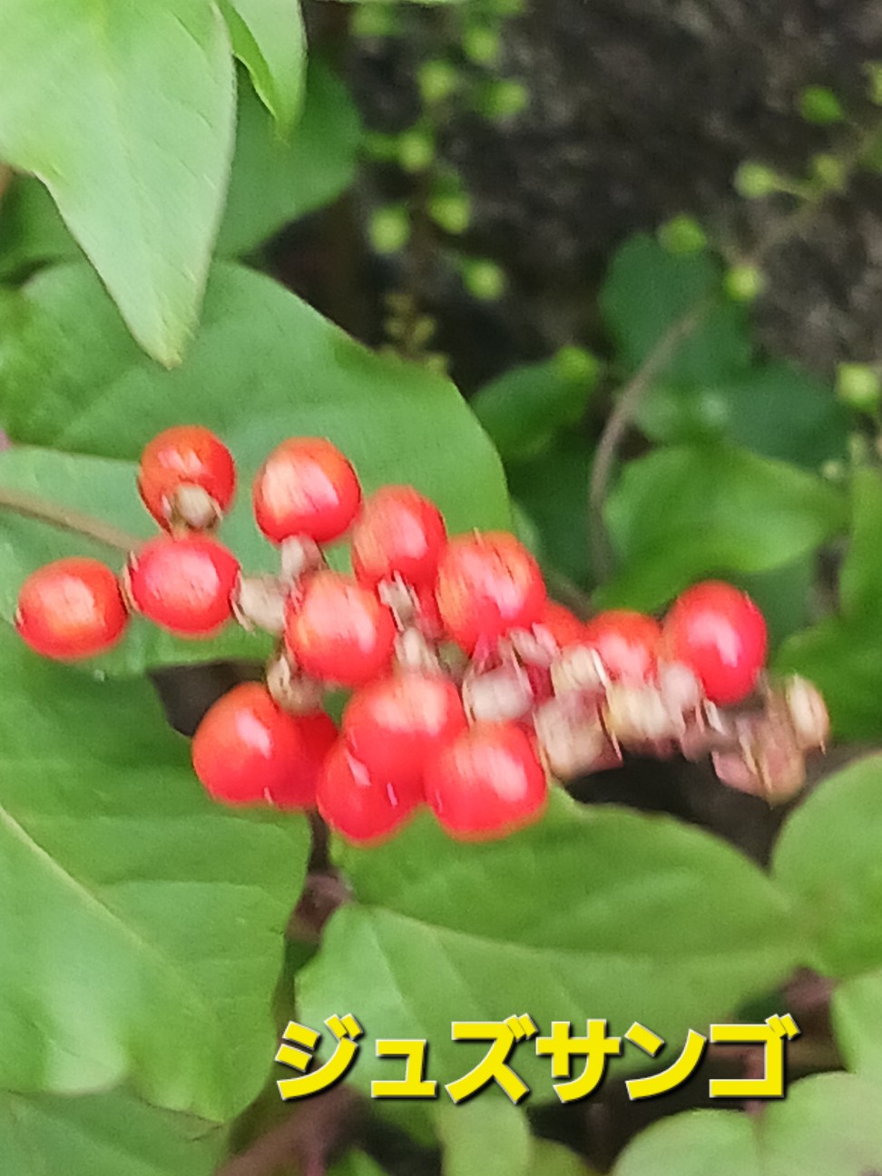 f:id:psa3103:20260717234920j:image