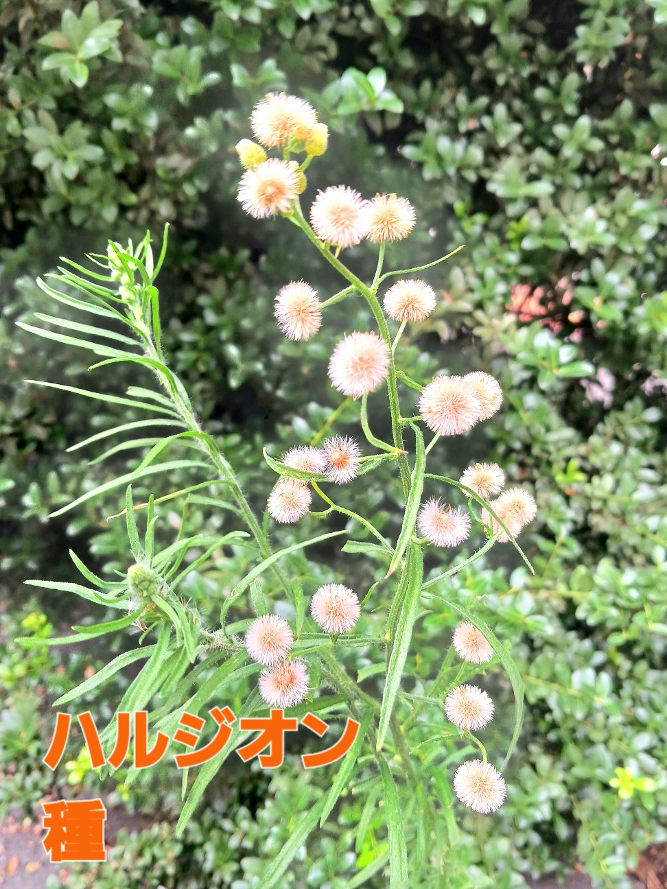 f:id:psa3103:20260721035046j:image f:id:psa3103:20260721035046j:image