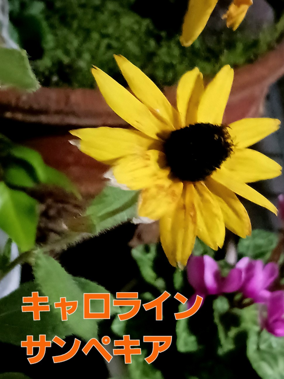 f:id:psa3103:20260729044750j:image