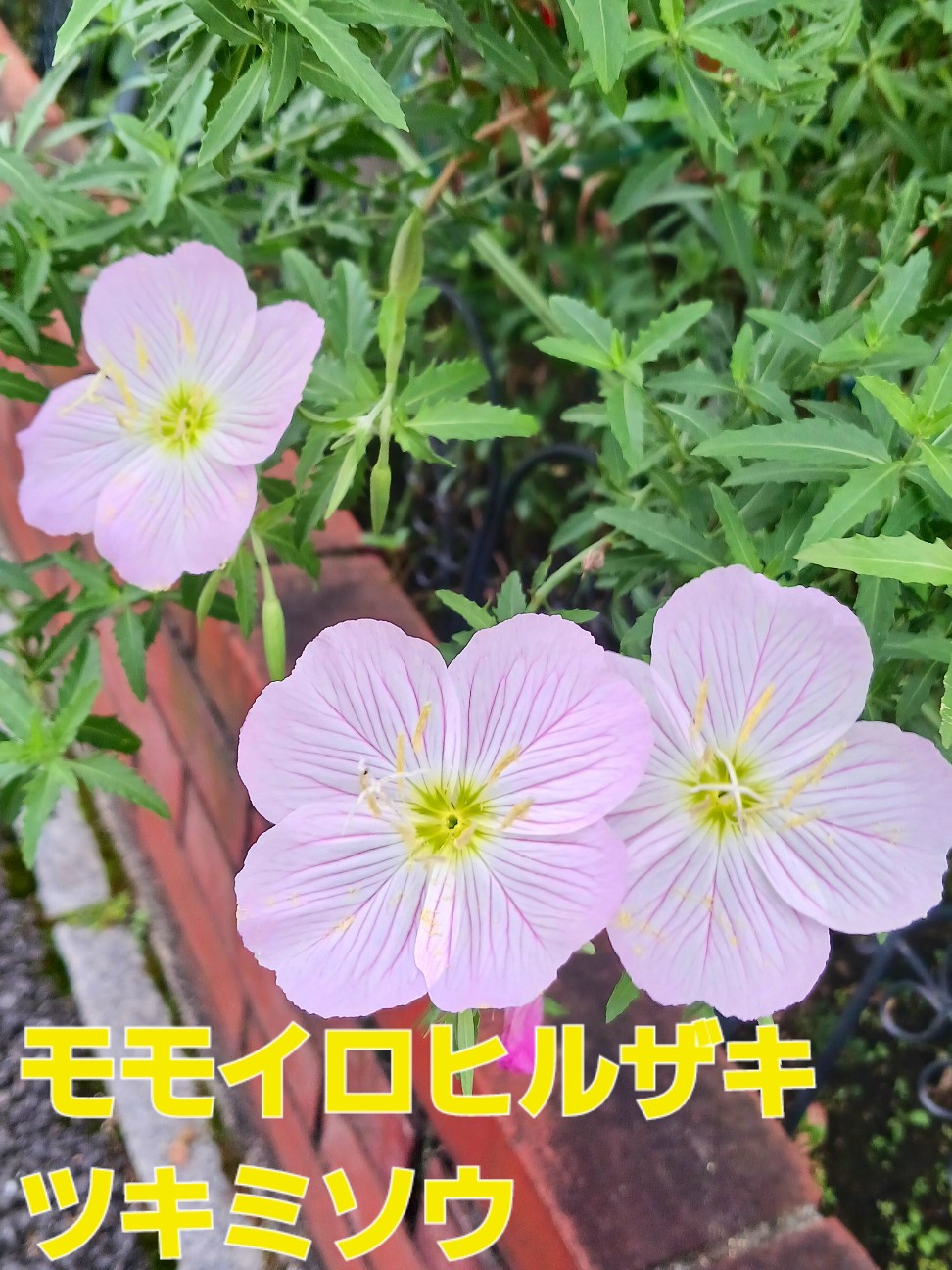 f:id:psa3103:20260909045800j:image