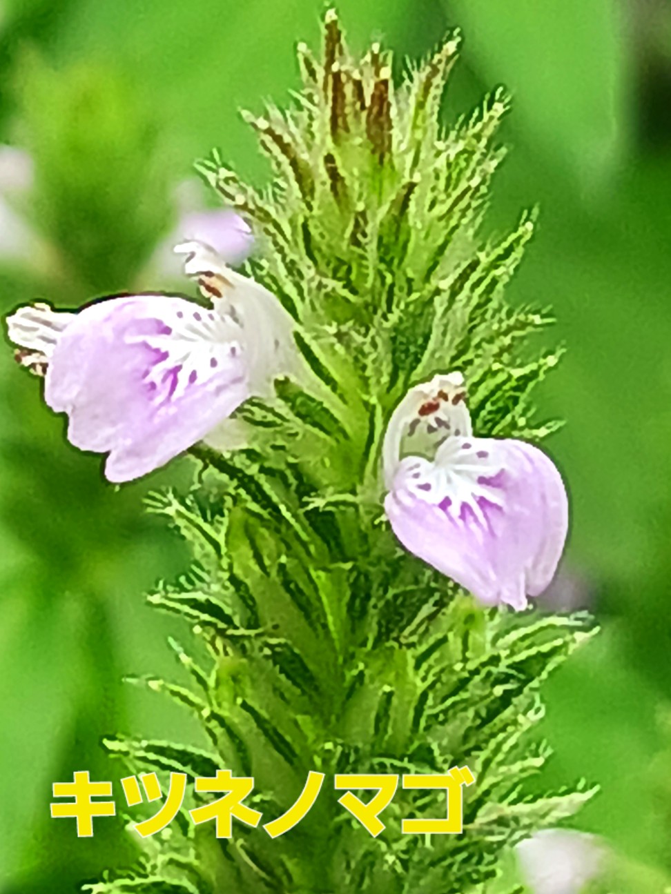f:id:psa3103:20260909045801j:image