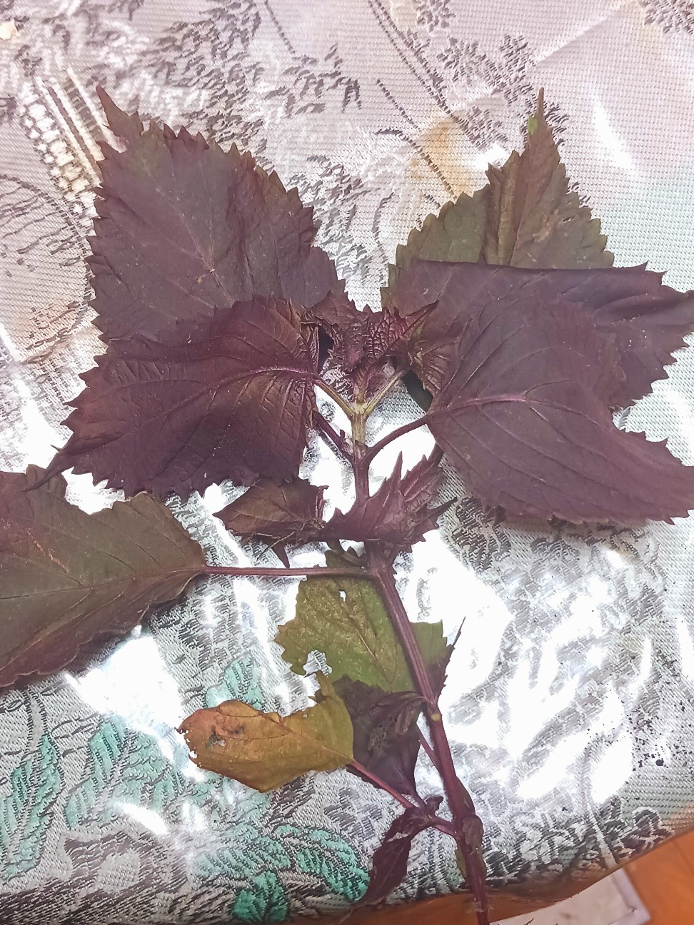 f:id:psa3103:20260911032324j:image