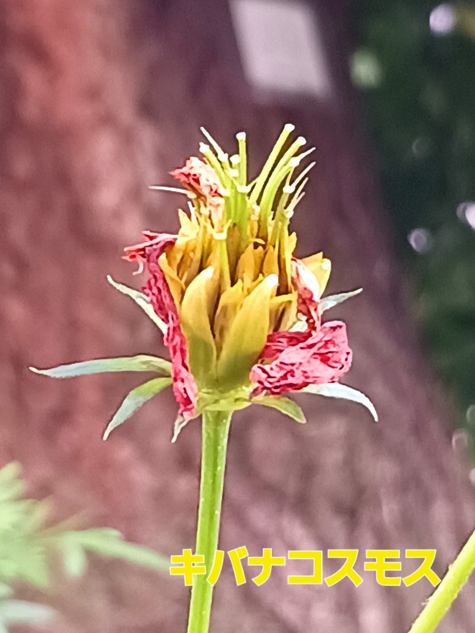 f:id:psa3103:20260923030836j:image