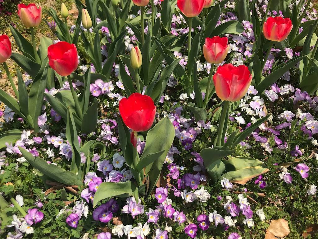 f:id:psaori:20190408171343j:image