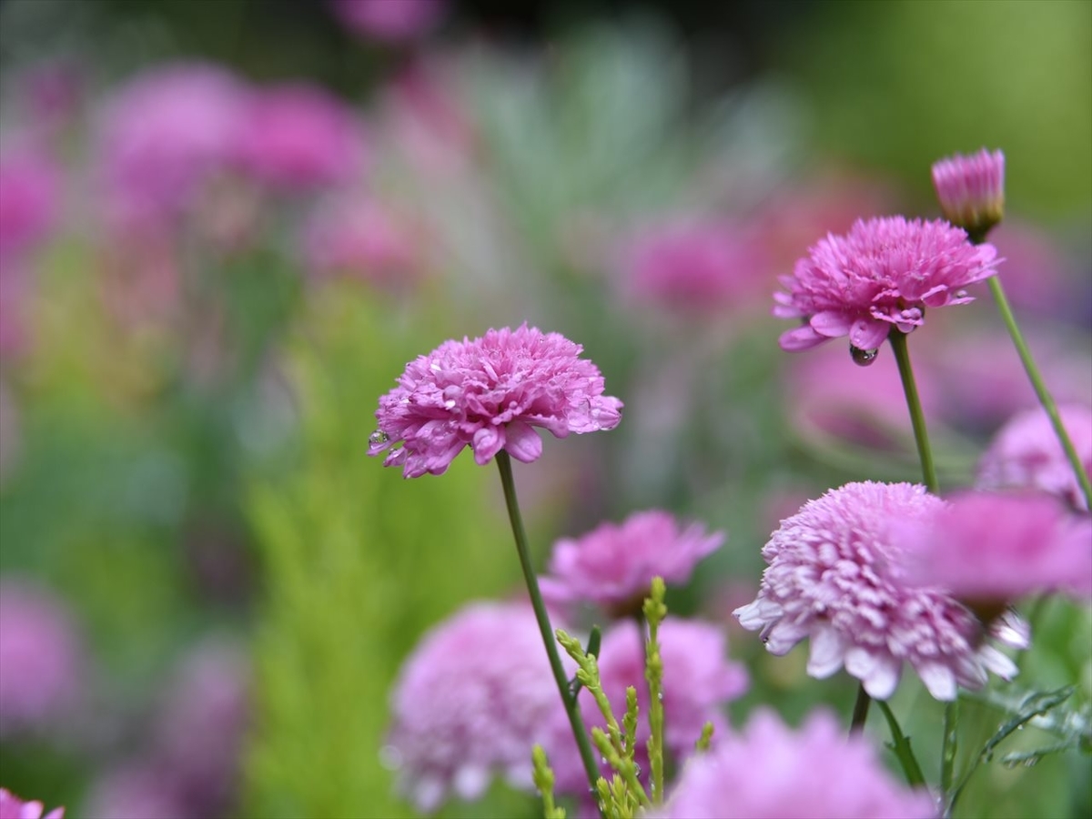 f:id:psato7:20190623203853j:plain f:id:psato7:20190623203853j:plain