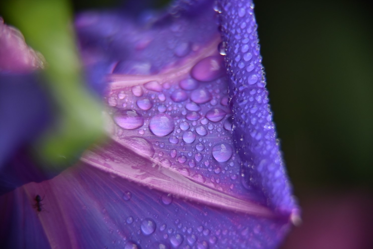 f:id:psato7:20190723211340j:plain
