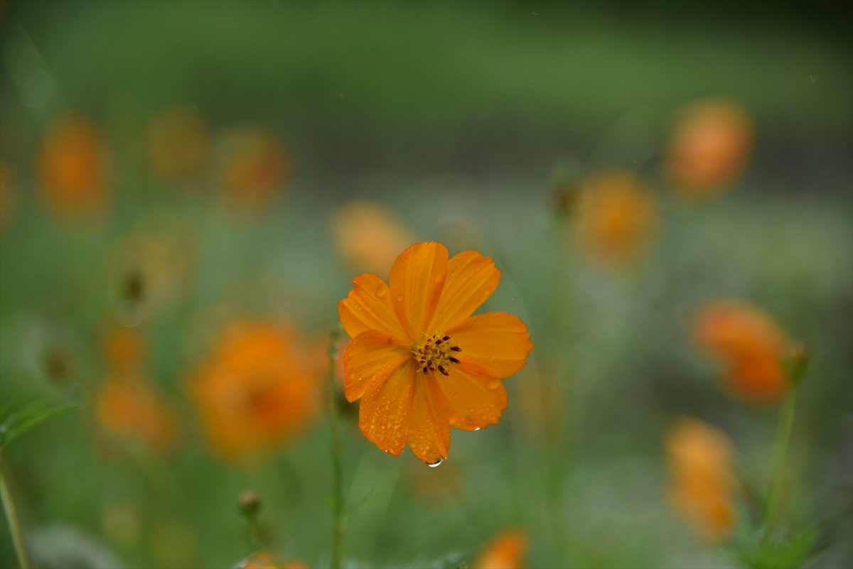 f:id:psato7:20190723212056j:plain