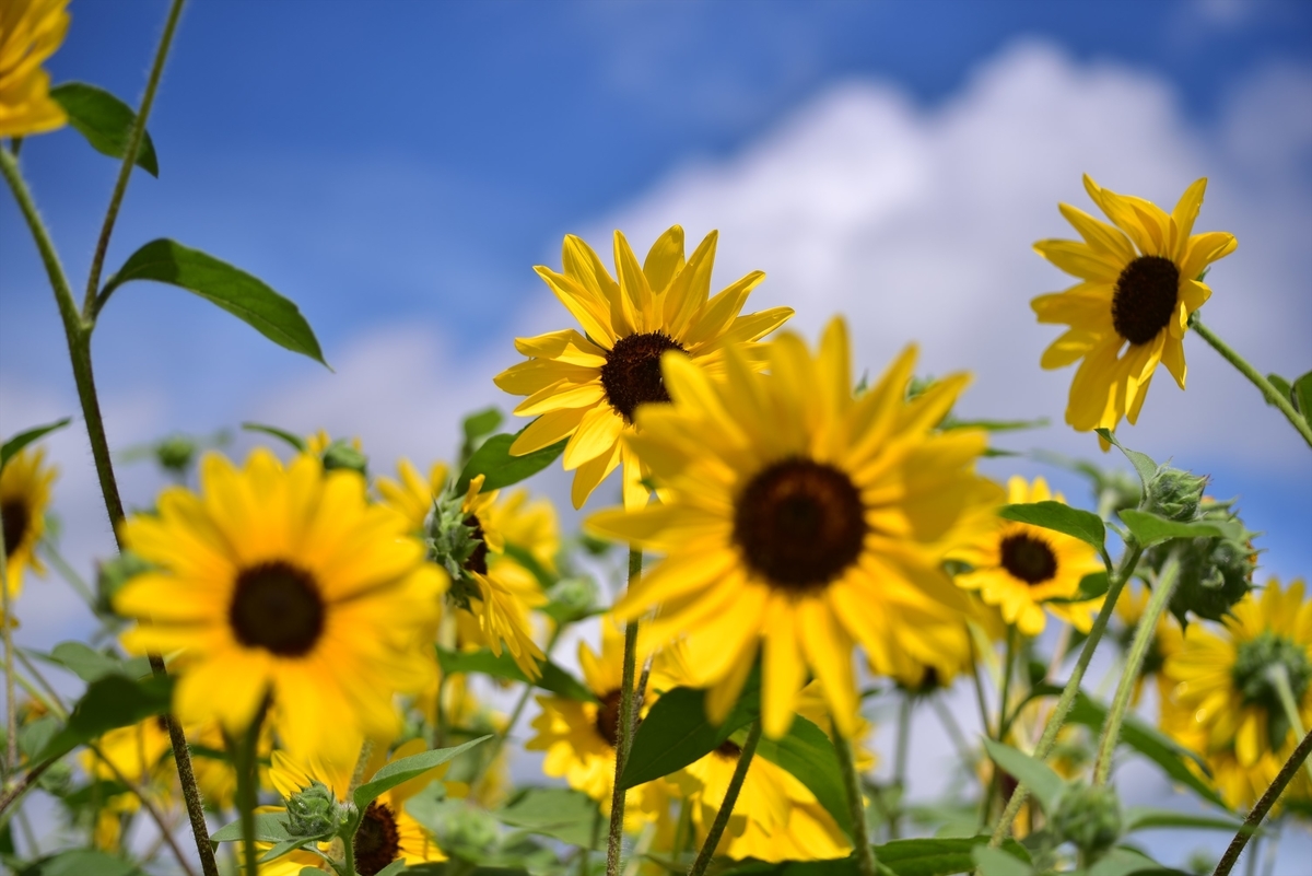 f:id:psato7:20190815173135j:plain