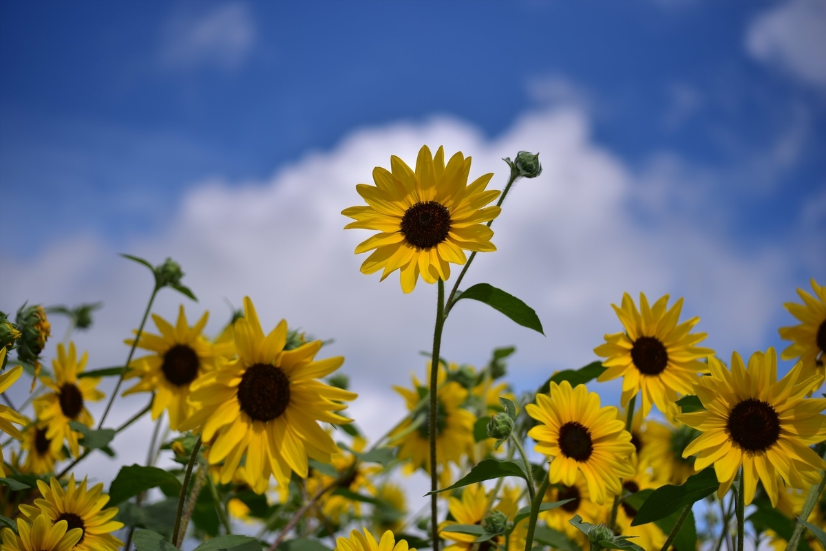 f:id:psato7:20190815173142j:plain