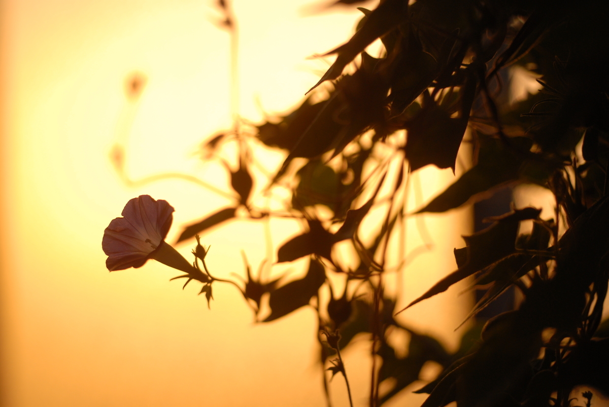 f:id:psato7:20191006170830j:plain