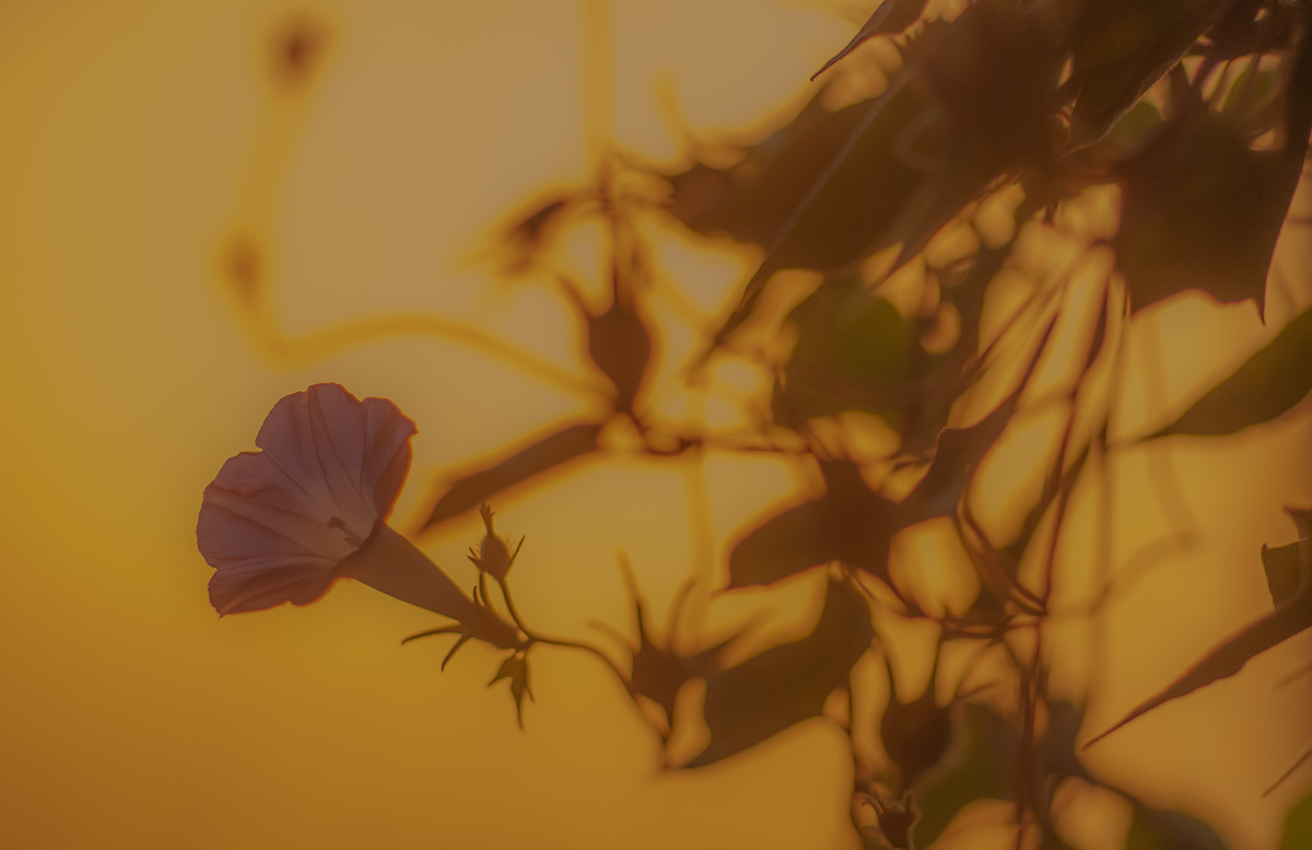 f:id:psato7:20191007053908j:plain
