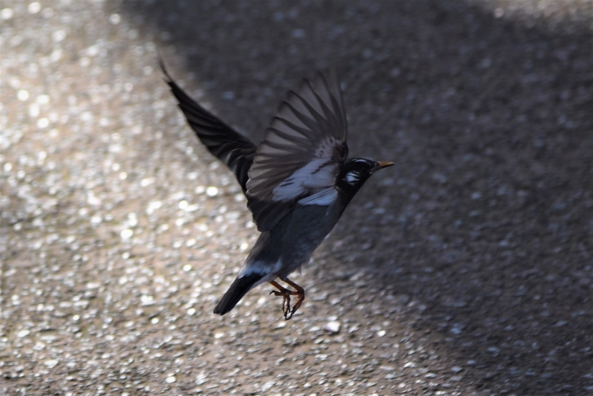 ディズニーランドに行って鳥の写真撮影 Photo Hobby