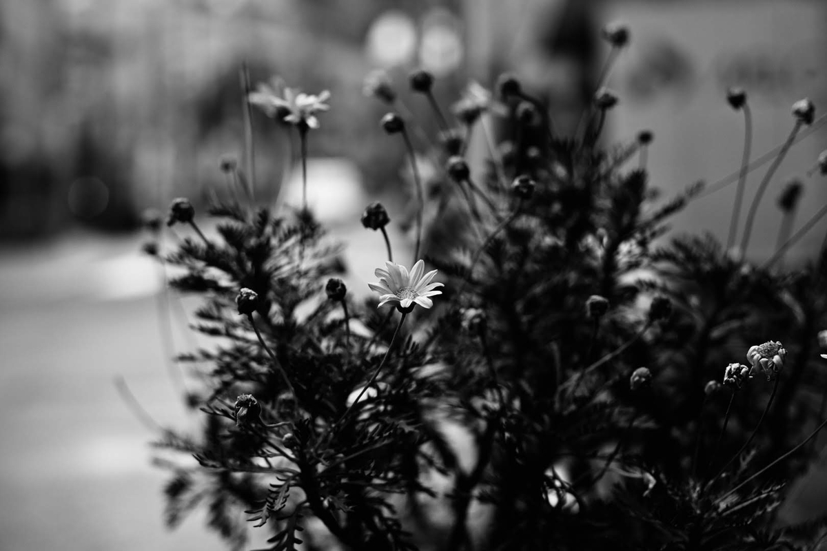 f:id:psato7:20191210220744j:plain