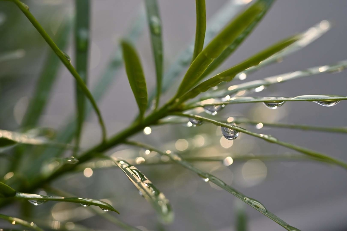 f:id:psato7:20191210220844j:plain