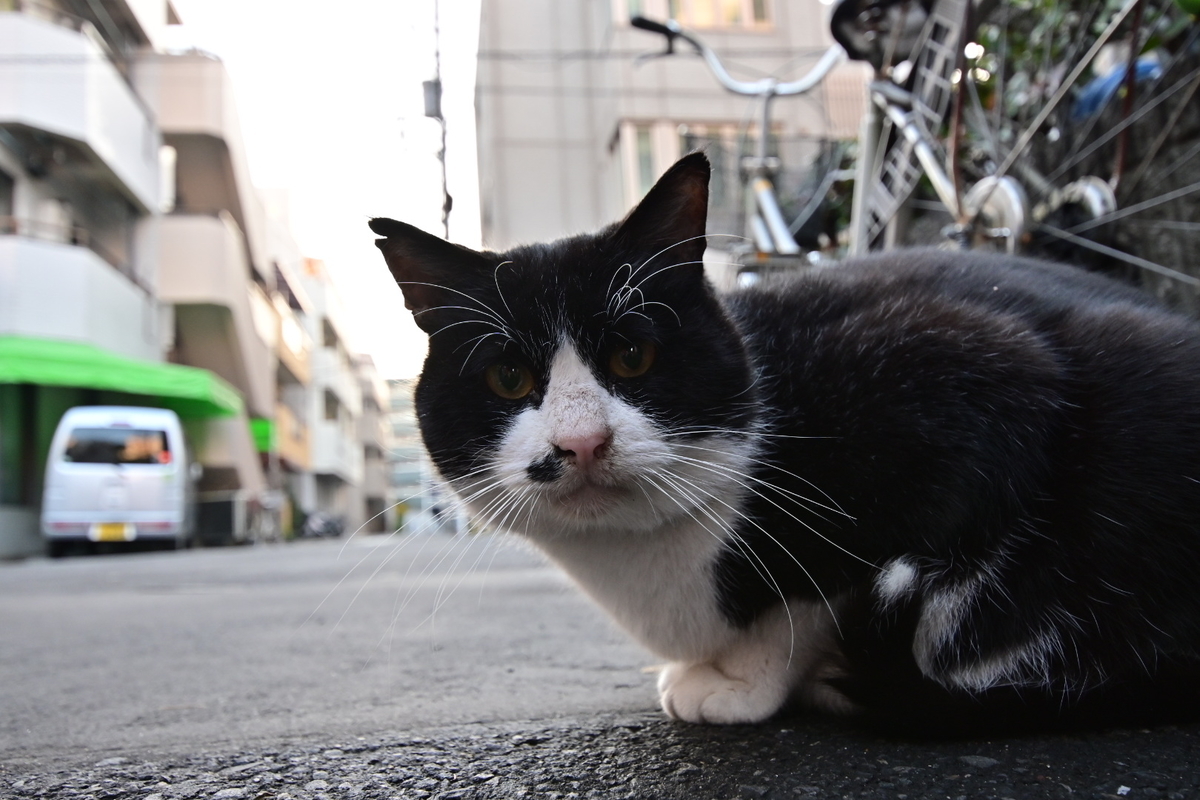 f:id:psato7:20191220123929j:plain f:id:psato7:20191220123929j:plain