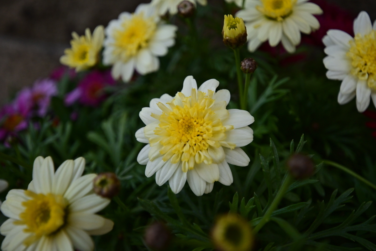 f:id:psato7:20191220124112j:plain f:id:psato7:20191220124112j:plain