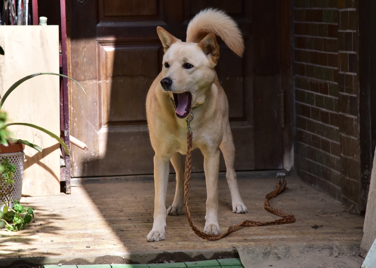 f:id:psato7:20191221151607j:plain