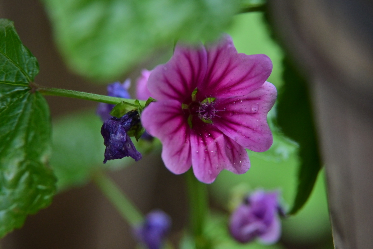 f:id:psato7:20191228152730j:plain