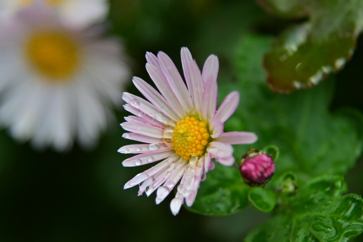 f:id:psato7:20191228152735j:plain