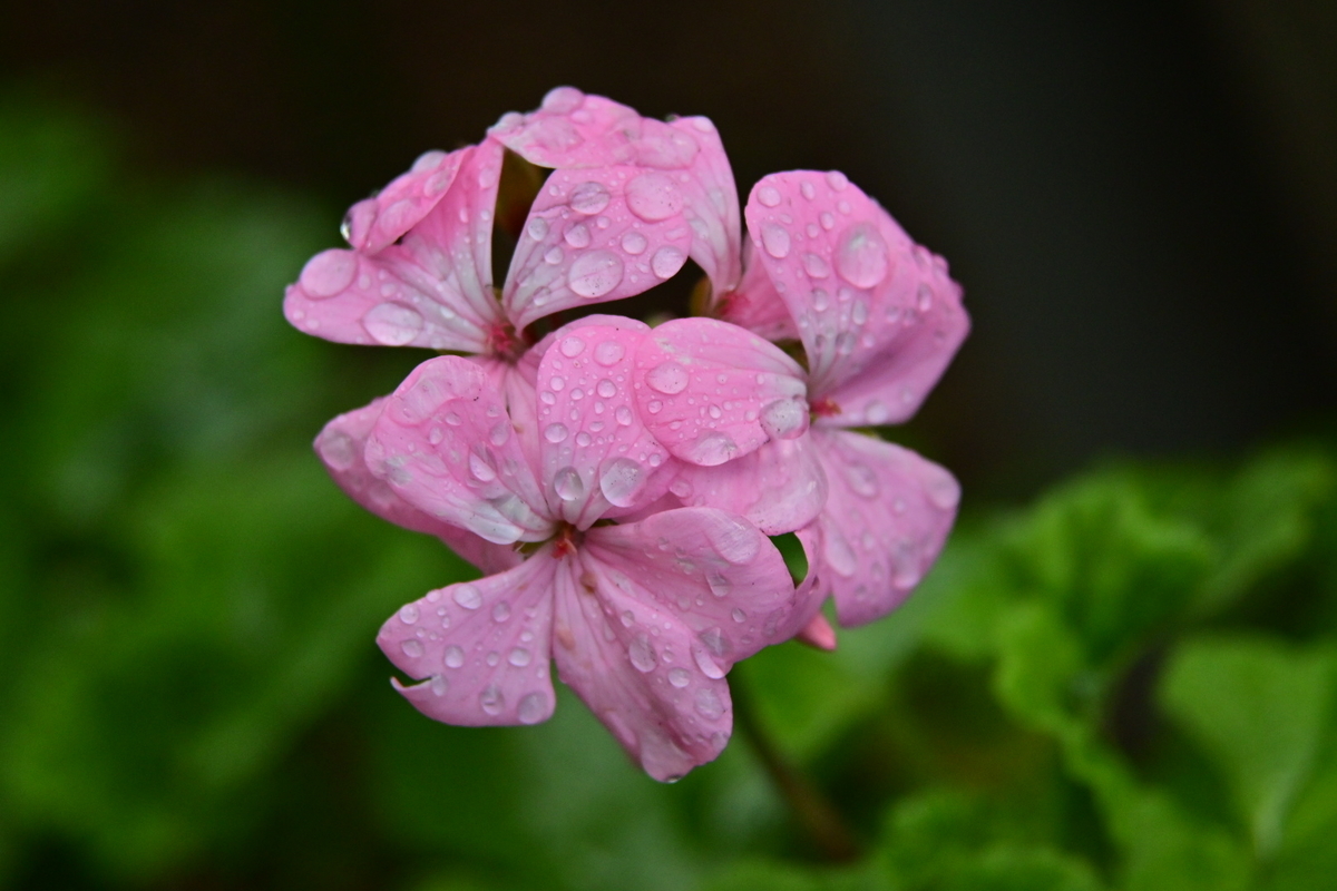 f:id:psato7:20191228152852j:plain