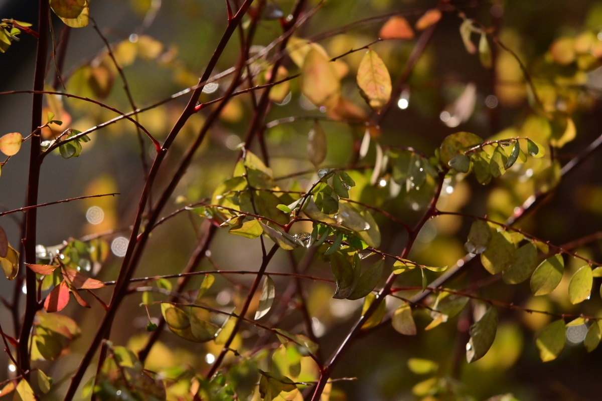 f:id:psato7:20191228152856j:plain