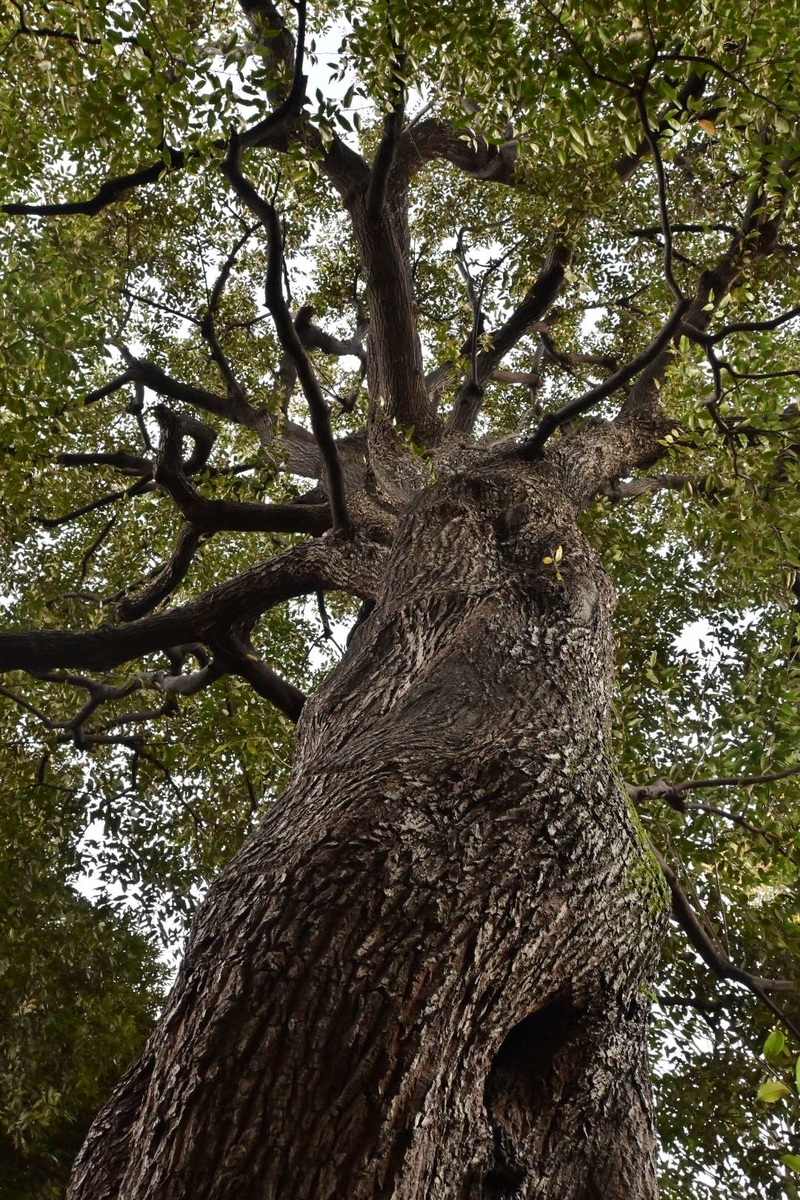 f:id:psato7:20191228153626j:plain