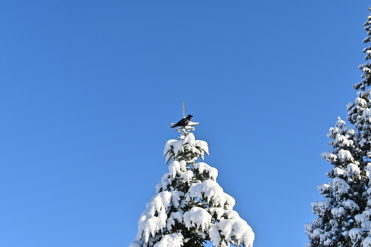 f:id:psato7:20191230211347j:plain