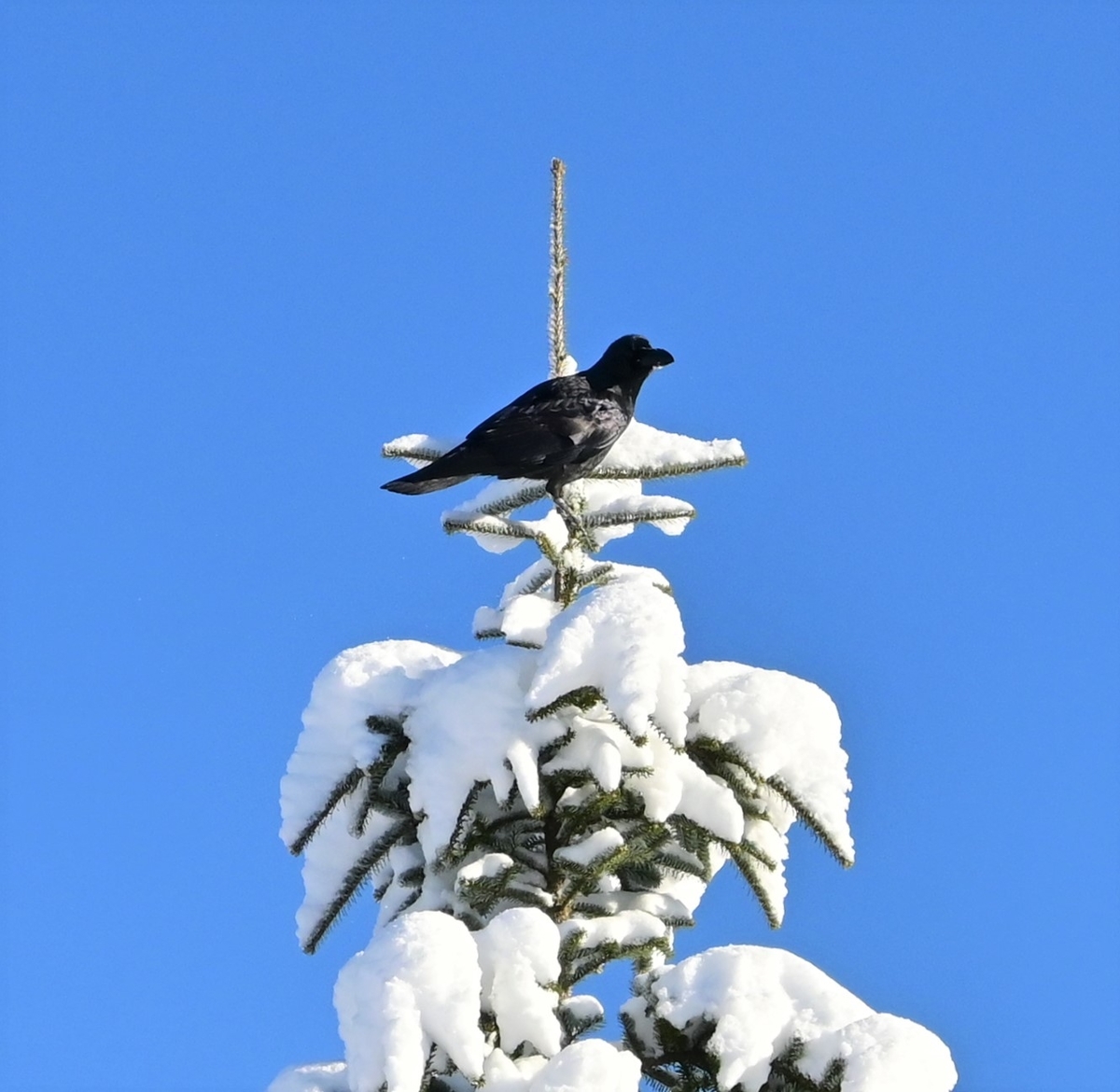 f:id:psato7:20191230211409j:plain