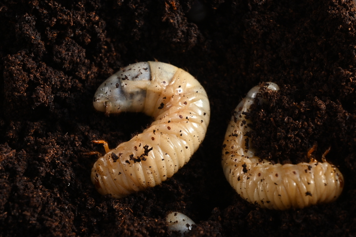 カブトムシの幼虫のマット交換を撮影② photo & hobby カブトムシの幼虫のマット交換を撮影② photo & hobby