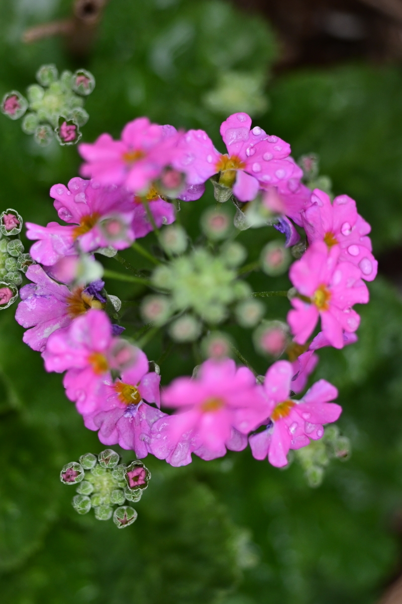 f:id:psato7:20191231204307j:plain