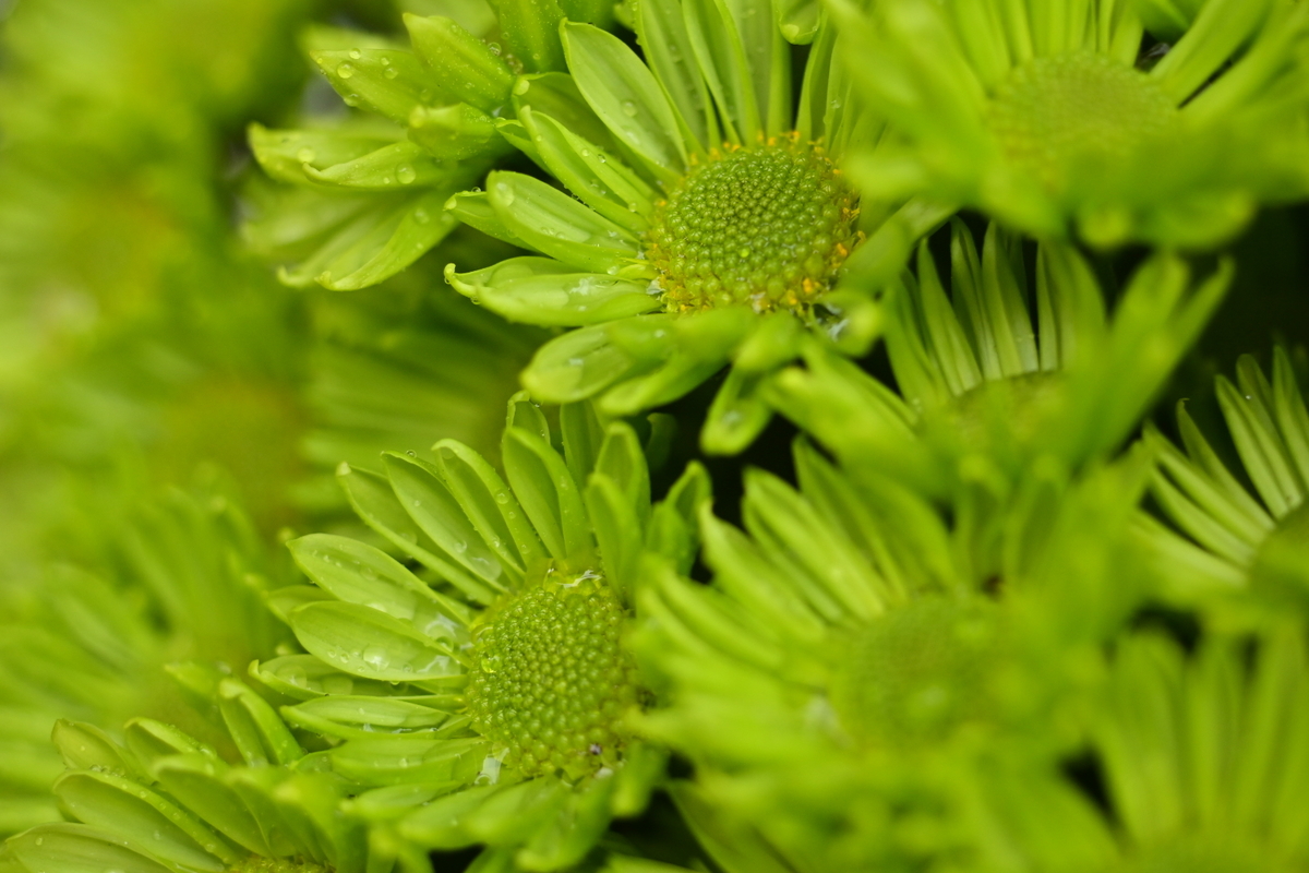 f:id:psato7:20191231204743j:plain