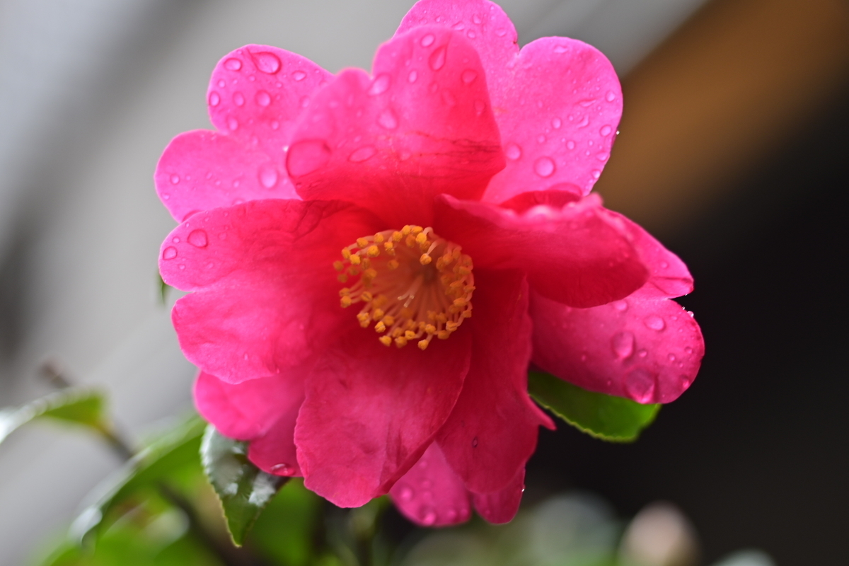 f:id:psato7:20191231204841j:plain