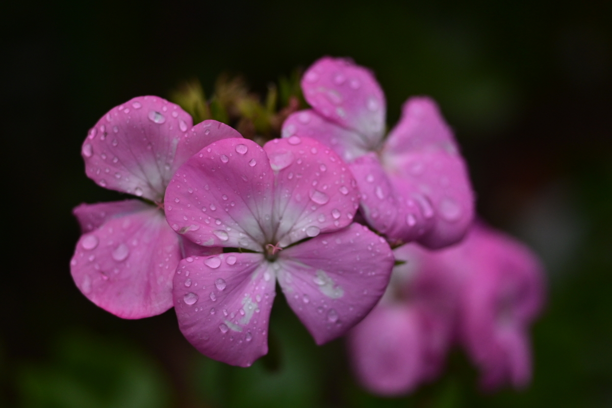 f:id:psato7:20191231204943j:plain