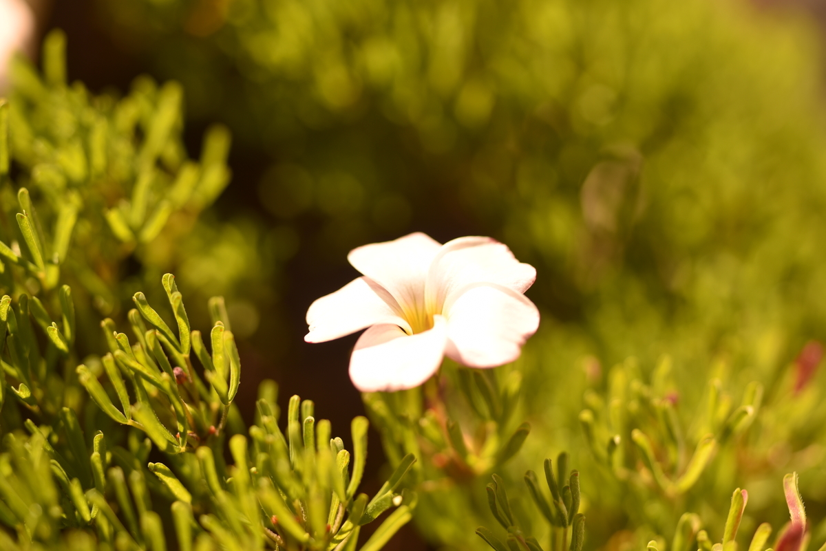 f:id:psato7:20191231205307j:plain